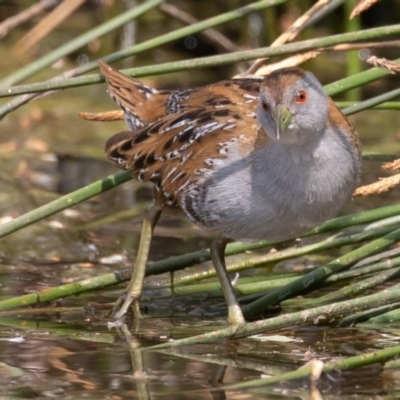 Zapornia pusilla (Baillon's Crake) at Denman Prospect, ACT - 13 Dec 2019 by rawshorty