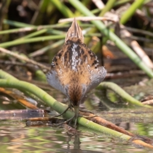 Zapornia pusilla at Denman Prospect, ACT - 13 Dec 2019 10:07 AM