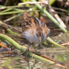 Zapornia pusilla at Denman Prospect, ACT - 13 Dec 2019 10:07 AM