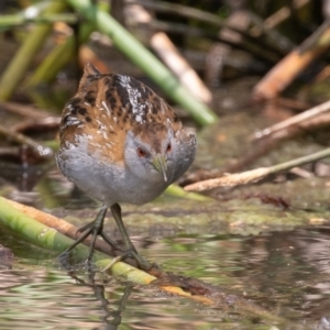 Zapornia pusilla at Denman Prospect, ACT - 13 Dec 2019