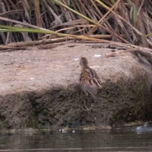 Zapornia pusilla at Denman Prospect, ACT - 13 Dec 2019 10:07 AM