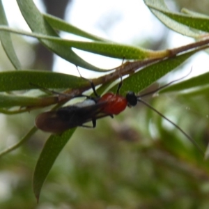 Braconidae (family) at Flynn, ACT - 15 Dec 2019