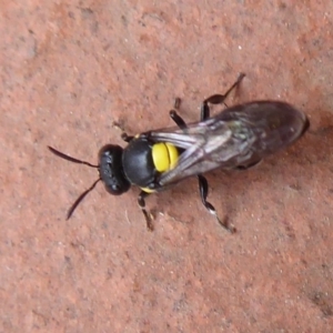 Amphylaeus (Agogenohylaeus) nubilosellus at Flynn, ACT - 15 Dec 2019 12:50 PM