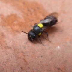 Amphylaeus (Agogenohylaeus) nubilosellus at Flynn, ACT - 15 Dec 2019