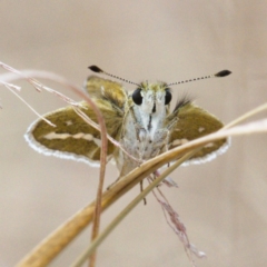 Taractrocera papyria (White-banded Grass-dart) at Molonglo Valley, ACT - 15 Dec 2019 by Marthijn