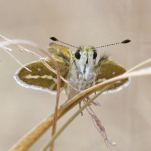 Taractrocera papyria at Molonglo River Reserve - 15 Dec 2019