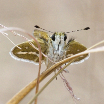 Taractrocera papyria (White-banded Grass-dart) at Molonglo Valley, ACT - 15 Dec 2019 by Marthijn