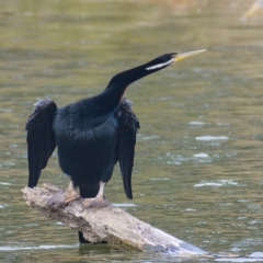 Anhinga novaehollandiae (Australasian Darter) at Molonglo River Reserve - 14 Dec 2019 by Marthijn