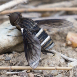 Villa sp. (genus) at Molonglo River Reserve - 15 Dec 2019