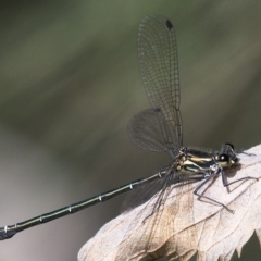 Austroargiolestes icteromelas (Common Flatwing) at Molonglo River Reserve - 14 Dec 2019 by Marthijn