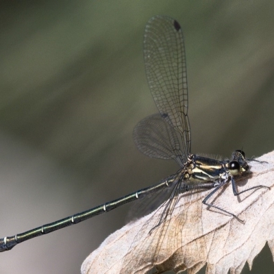 Austroargiolestes icteromelas (Common Flatwing) at Molonglo River Reserve - 14 Dec 2019 by Marthijn