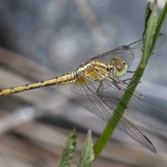 Diplacodes bipunctata (Wandering Percher) at Molonglo Valley, ACT - 14 Dec 2019 by Marthijn