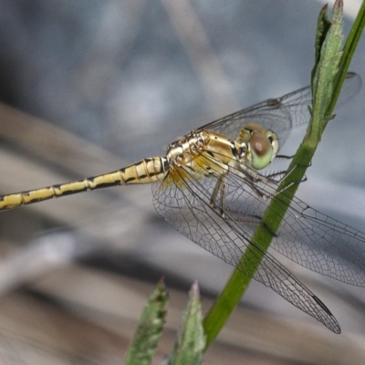 Diplacodes bipunctata (Wandering Percher) at Molonglo River Reserve - 14 Dec 2019 by Marthijn