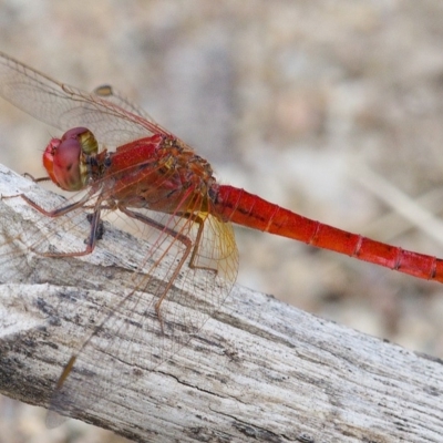 Diplacodes haematodes (Scarlet Percher) at Molonglo Valley, ACT - 14 Dec 2019 by Marthijn