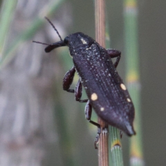 Rhinotia bidentata (Two-spot Rhinotia weevil) at Molonglo Valley, ACT - 14 Dec 2019 by Marthijn