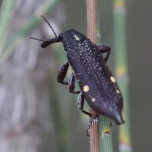 Rhinotia bidentata at Molonglo River Reserve - 15 Dec 2019