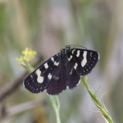 Phalaenoides tristifica (Willow-herb Day-moth) at Molonglo Valley, ACT - 14 Dec 2019 by Marthijn