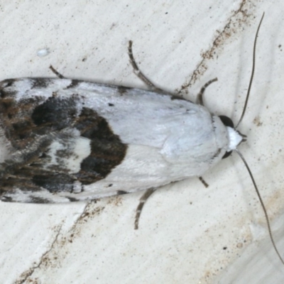 Armactica conchidia (Conchidia Moth) at Ainslie, ACT - 14 Dec 2019 by jbromilow50