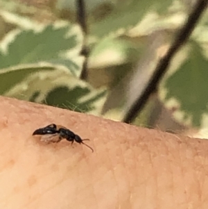 Bethylidae (family) at Aranda, ACT - 15 Dec 2019 04:05 PM