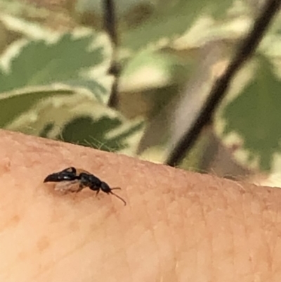 Bethylidae (family) (Bethylid wasp) at Aranda, ACT - 15 Dec 2019 by Jubeyjubes