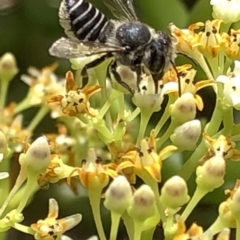 Megachile (Eutricharaea) sp. (genus & subgenus) (Leaf-cutter Bee) at Aranda, ACT - 15 Dec 2019 by Jubeyjubes