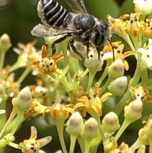 Megachile (Eutricharaea) sp. (genus & subgenus) at Aranda, ACT - 15 Dec 2019