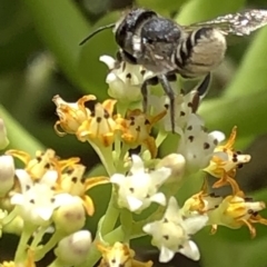 Megachile (Eutricharaea) sp. (genus & subgenus) at Aranda, ACT - 15 Dec 2019 03:56 PM