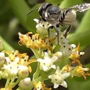 Megachile (Eutricharaea) sp. (genus & subgenus) at Aranda, ACT - 15 Dec 2019