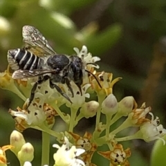 Megachile (Eutricharaea) sp. (genus & subgenus) at Aranda, ACT - 15 Dec 2019 03:56 PM