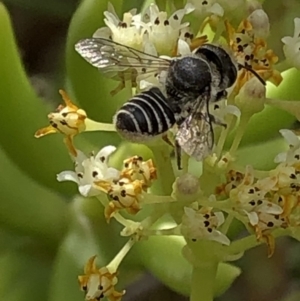 Megachile (Eutricharaea) sp. (genus & subgenus) at Aranda, ACT - 15 Dec 2019