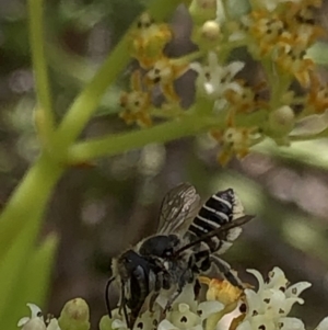 Megachile (Eutricharaea) sp. (genus & subgenus) at Aranda, ACT - 15 Dec 2019 03:56 PM