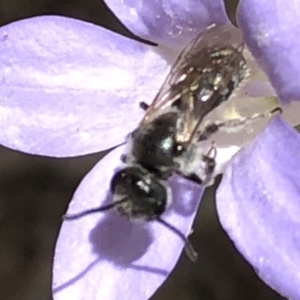 Lasioglossum (Chilalictus) lanarium at Aranda, ACT - 15 Dec 2019