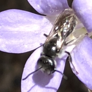 Lasioglossum (Chilalictus) lanarium at Aranda, ACT - 15 Dec 2019