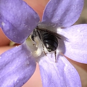 Lasioglossum (Chilalictus) lanarium at Aranda, ACT - 15 Dec 2019