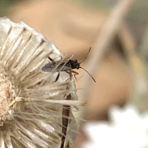 Nysius vinitor at Aranda, ACT - 15 Dec 2019 03:37 PM