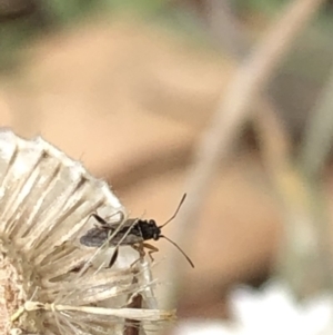 Nysius vinitor at Aranda, ACT - 15 Dec 2019 03:37 PM