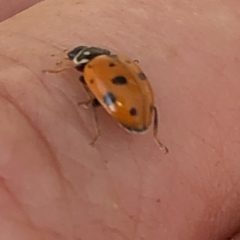 Hippodamia variegata (Spotted Amber Ladybird) at Aranda, ACT - 15 Dec 2019 by Jubeyjubes