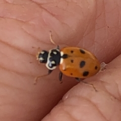 Hippodamia variegata at Aranda, ACT - 15 Dec 2019