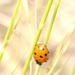 Hippodamia variegata at Aranda, ACT - 15 Dec 2019 03:34 PM