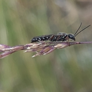 Tiphiidae (family) at Aranda, ACT - 15 Dec 2019 03:30 PM