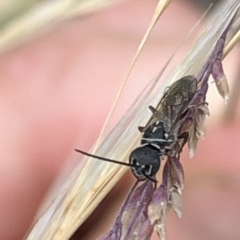 Tiphiidae (family) at Aranda, ACT - 15 Dec 2019 03:30 PM