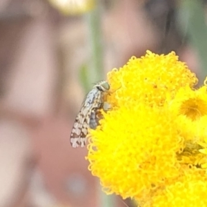 Tephritidae sp. (family) at Aranda, ACT - 15 Dec 2019