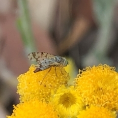 Tephritidae sp. (family) at Aranda, ACT - 15 Dec 2019