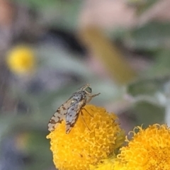 Tephritidae sp. (family) at Aranda, ACT - 15 Dec 2019