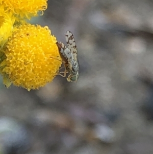 Tephritidae sp. (family) at Aranda, ACT - 15 Dec 2019