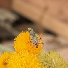 Tephritidae sp. (family) at Aranda, ACT - 15 Dec 2019