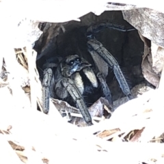 Venatrix sp. (genus) at Aranda, ACT - 15 Dec 2019