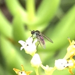 Geron sp. (genus) (Slender Bee Fly) at Aranda, ACT - 15 Dec 2019 by Jubeyjubes