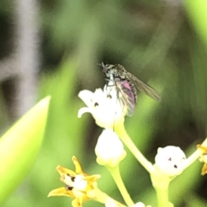 Geron sp. (genus) at Aranda, ACT - 15 Dec 2019