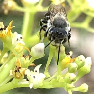 Megachile (Eutricharaea) sp. (genus & subgenus) at Aranda, ACT - 15 Dec 2019